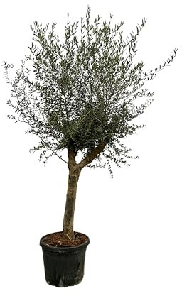 Trendyplants, albero di ulivo, altezza 210-230 cm, circonferenza tronco 30-40 cm, resistente all'inverno, pianta da giardino, dimensioni vaso Ø 45 cm, Olea Lorc
