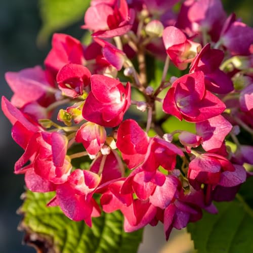 Hydrangea macrophylla 'Red Baron' Compact Mophead Hydrangea with Rosy Red Blooms 1X 3.6 Litre Pot by Thompson and Morgan