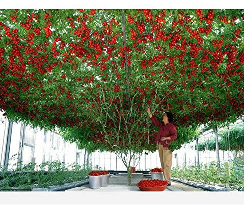 50 Tomate de Árbol de la herencia italiana raro !! Semillas de la Vida de envío de tomate de árbol gigante gratuito