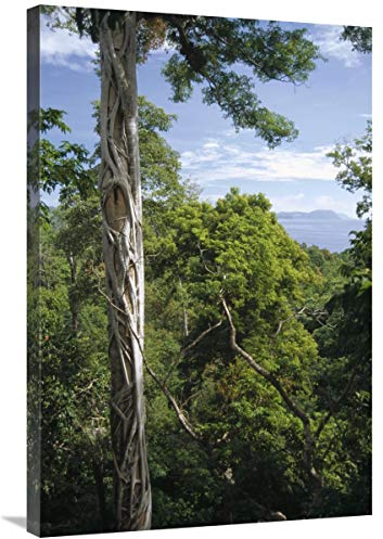 Global Gallery Weeping Fig and Host Natu Tree, Sulawesi, Indonesia-Canvas Art-24x36