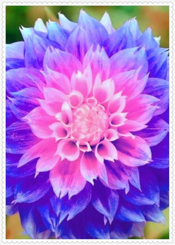 Dahlien zwiebeln,Winterharte MehrjäHrig,Dalienknollen Winterfest Bienenfreunlich,Dahlien Knollen winterhart,Seltene Pflanzen,dahlien knollen großblumig,dahlienknollen kaufen.-4 zwiebeln-F