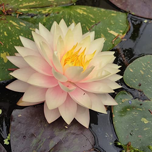 Teichpflanzen Seerosen : Nymphaea Seerose Blushing Bride winterhart Pflanztiefe bis 150 cm