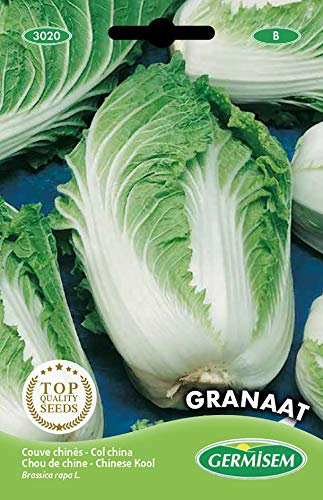 Germisem graines Chou de Chine GRANAAT
