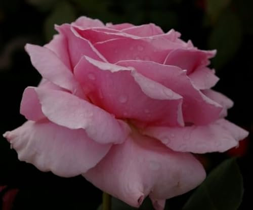 Edelrose - Rosa Frederic Mistral ® -Teehybride - Duftrose der Provence - Duft+++++ - Meilland Rose