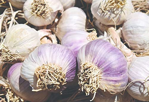 Knoblauchzehen Vallelado UK winterhart frisch für die neue Saison. Jetzt starten