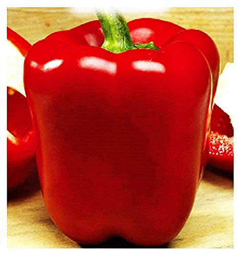 Asti graines de poivre carré rouge - capsicum annuum - graines agricoles - poivrons rouges - environ 400 graines
