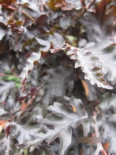 Fagus sylvatica Rohan Weeping Stamm - Rotlaubige Hängeblutbuche Rohan Weeping
