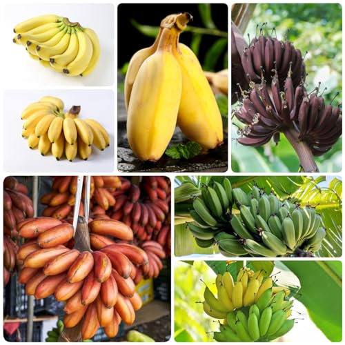 100 pcs bananenbaum winterhart samen, bonsai baum pflanzenkübel spezielle samen bananensamen bananen samen,Musa sikkimensis, bäume garten winterhart saat bio geschenke obstbäume bonsai