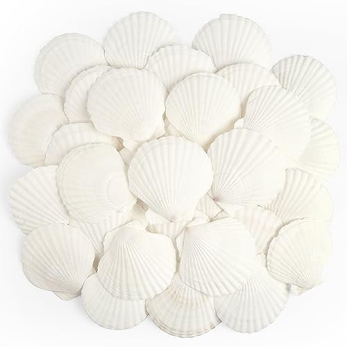 Jangostor 20 Stück Muscheln Natürliche Muschel, 6CM-8CM Weiße Muschel Jakobs Muschel kleine Muscheln für Handwerk Hochzeit Dekoration Strand Theme Party, Fischtank und Vase Füller