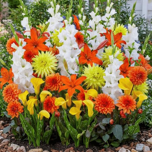 FLORIUM - 25 bulbi di fiori estivi Golden Bloom Mix: gladioli, gigli, dalie e calla. Miscela esclusiva dall'Olanda. Piante perenni per giardino e vasi (bulbi grandi)