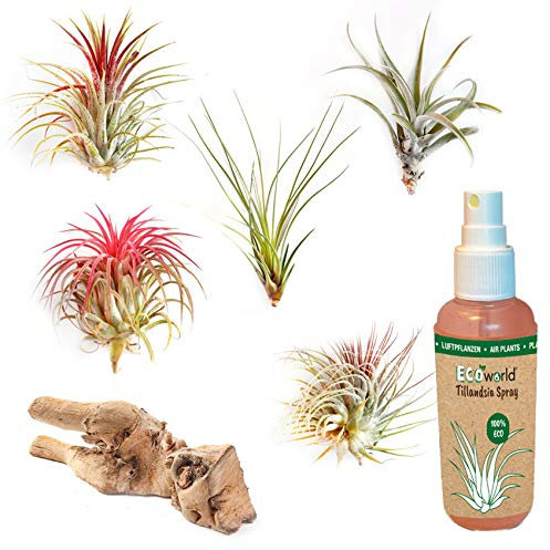 vdvelde.com - Ecoworld Tillandsia 5 Stück + Holz & Luftpflanzen Spray für kräftige und intensiver gefärbte Pflanzen - 5 Verschiedene Arten sehr pflegeleicht, benötigen wenig Wasser