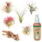 vdvelde.com - Ecoworld Tillandsia 5 Stück + Holz & Luftpflanzen Spray für kräftige und intensiver gefärbte Pflanzen - 5 Verschiedene Arten sehr pflegeleicht, benötigen wenig Wasser