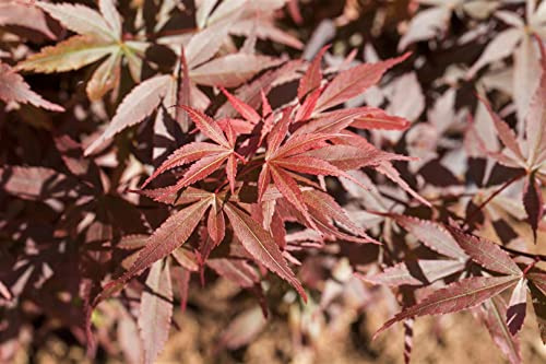 Acer palmatum 'Skeeters Broom' 40-60 cm, Japanischer Ahorn, leuchtend rote Blätter, ideal für Kübel und kleine Gärten, pflegeleicht, winterhart