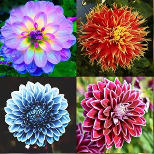 Dalias bulbos,Bulbos de flores exterior dalias,flores Herbáceas Perennes,Dalias planta natural,flores ornamentales Que,bulbos de dalias gigantes,multicolores,resistente al frío.-4bulbos-A