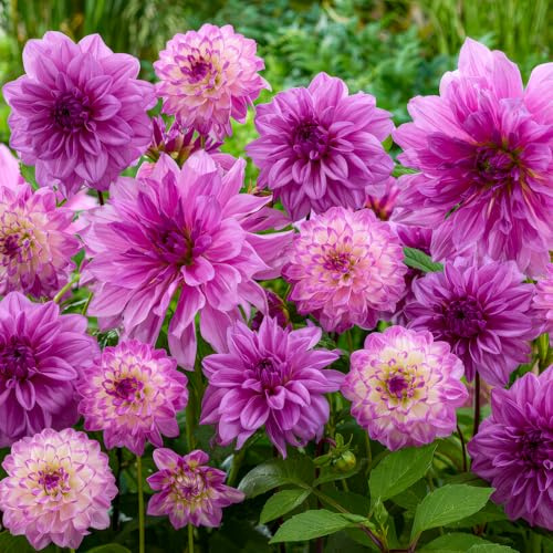 FLORIUM - Collection de Tubercules de Dahlias Rêve Lilas (5 Bulbes) | Mélange Exclusif de Hollande | 5 Variétés et Couleurs | Décoration Vivace pour Jardin, Balcon (Sans Graines, Non Rustique)