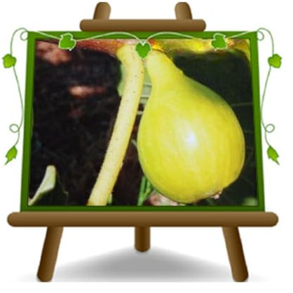 EURO PLANTS VIVAI Fico Fillacciano – Pianta da Frutto Antico su Vaso da 26 cm. - *Altezza: 180-200 cm. - Età 4 Anni