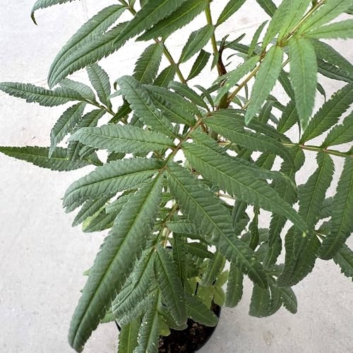 Vivai le Georgiche - Pianta vera di Menta Nera - Huacatay Wakatay, Menta negra peruviana - vaso Ø 16 cm