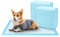 Nobleza Empapadores Perros, Pañales Desechables para Perros, Alfombra Toallas Higiénica Absorbente y Antifugas Empapadores para Mascotas, 100 Unidades Empapadores Perros 60x90 cm