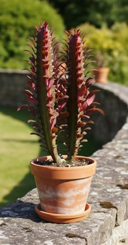 Euphorbia Trigona rubra 25cm hoch- Afrikanischer Milchbaum,Sukkulente, 12cm Topf