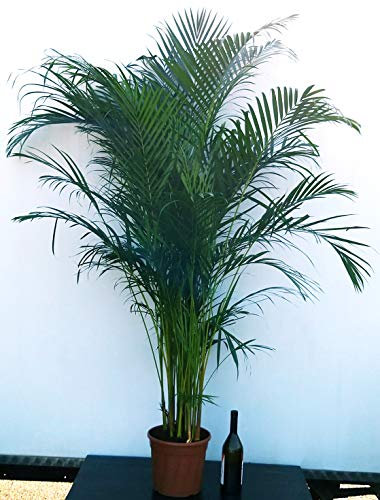 POWERS TO FLOWERS - ARECA, PALMA DI ARECA altezza 160/170cm, pianta vera