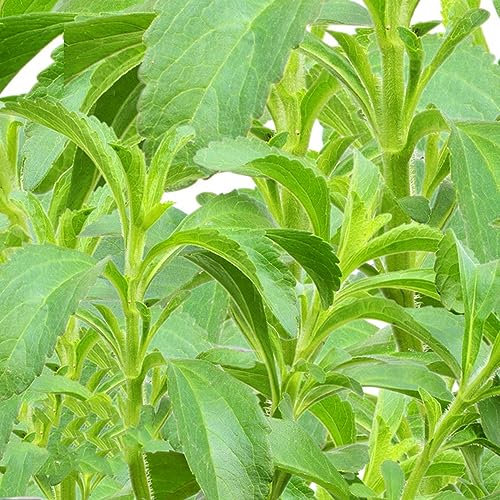 30 pcs stevia pflanze samen - kräuterbeet kräuter,Stevia rebaudiana, exotische pflanzen winterhart gemüsesamen alte sorten gärtnern bohnenkraut pflanze nachhaltige geschenke für