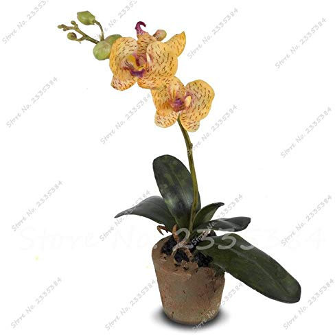 6: Mini Orquídea Flor Phalaenopsis Semi di fiori Soggiorno Decorazione di interni Fiori in vaso 150 semi