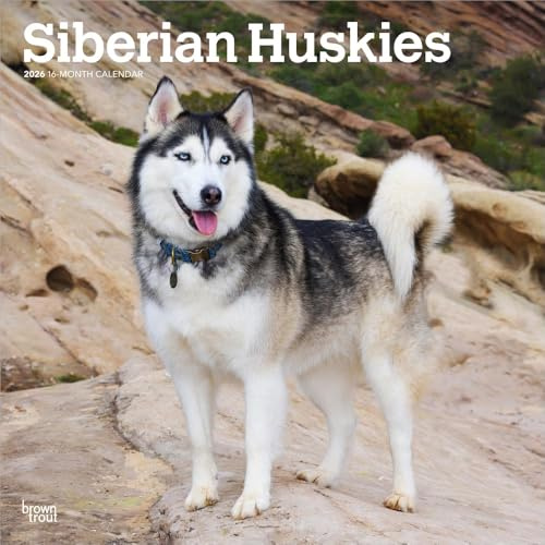 Siberian Huskies – Siberian Husky 2026 – 16-Monatskalender: Original BrownTrout-Kalender [Mehrsprachig] [Kalender] (Wall-Kalender)