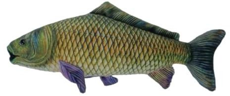 Teddys Rothenburg Kuscheltier Karpfen grün 27 cm Fisch Plüschtier Plüschkarpfen