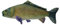 Teddys Rothenburg Kuscheltier Karpfen grün 27 cm Fisch Plüschtier Plüschkarpfen