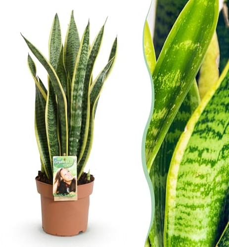 Sansevieria Laurentii - Weibliche Zunge - Pflegeleicht - Grün - 60-70cm - Ø17cm - Zimmerpflanze - Immergrün