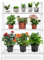 Scaffale Porta Fiori Pieghevole Fioriera Stand Portafiori, Stand di Fiori Panca per Piante Scala Portavasi, Mensola Scala in Legno per Display Fiori Cornici Ornamenti, 70x40x96cm(bianco)