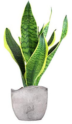 Sanseveria Trifasciata, Lingua di Suocera - Pianta Vera da Interno - Altezza 45 cm - Vaso Artigianale