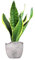 Sanseveria Trifasciata, Lingua di Suocera - Pianta Vera da Interno - Altezza 45 cm - Vaso Artigianale