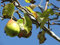 Birne Pyrus communis Pflanze 5-10cm Kultur-Birne Birnenbaum Holzbirne Birnbaum