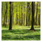 Bilderwelten Fototapete Wald 240 x 240 cm Vlies-Tapete XXL Waldtapete Waldwiese Smart Wandtapete Wanddekoration Wohnzimmer Schlafzimmer