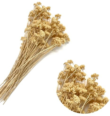 Schafgarbe/Achillea | weiß/hell gebleicht | ca. 100 gr.-Bündel | kleine Köpfe für Maßstäbe 1:200/500 | Architektur Modellbau Basteln Dioramen Parker Bäume Sträucher Landschaft Wälder