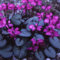 Plant World Seeds - Cyclamen Coum Seeds: Only seeds
