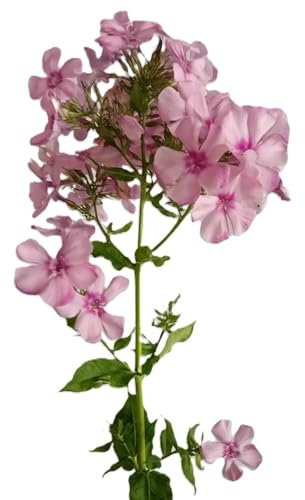 5 Stck. Staude Große Flammenblume Phlox paniculata Flamingo mit rosa Blüten