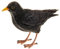 SIDCO Amsel Gartenfigur Vogel Gartendeko Vogelschreck Vogelfigur schwarz Skulptur