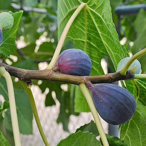 30 Samen Feigenbaum Winterhart Obstbaum, Balkon Ficus carica Kletterpflanzen Winterhart Schnellwachsend, Alte Sorten Saatgut Säulenobstbäume, Garten Winterharte Stauden, Gartenpflanzen