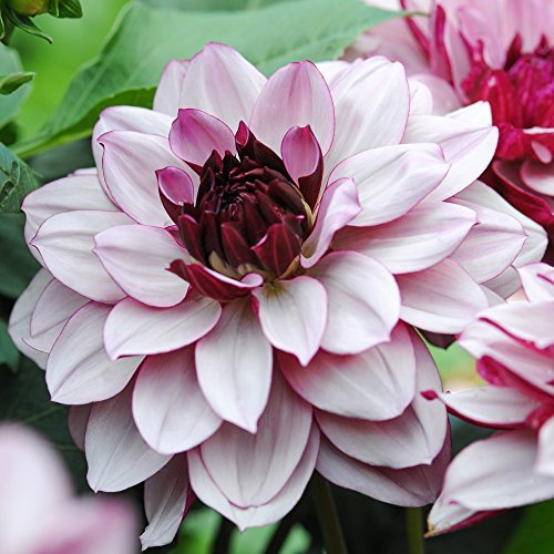 Perennial Plant Outdoor Flower Dahlia Tuber, Ideal for Garden Borders, Patios & Pots, 3 x Dahlia Crème de Cassis Tubers