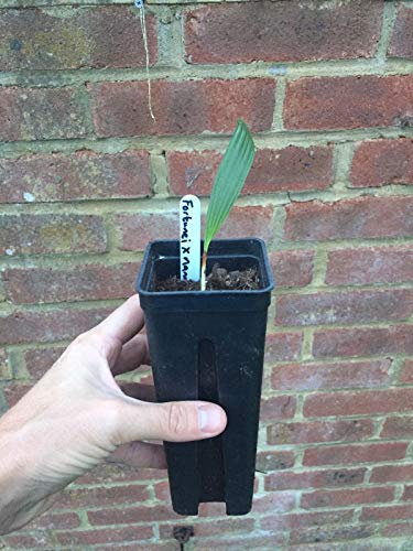 Portal Cool 2: e palme Trachycarpus X Nanus Hybrid Sämling