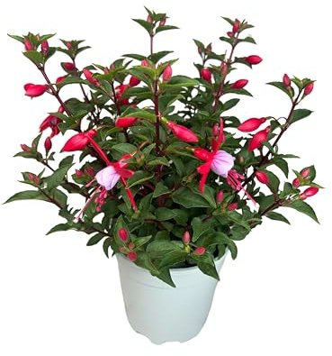 Fuchsia Plante Naturelle d’Extérieur, connue sous le nom de Boucles d’Oreilles de la Reine – Pot de 14 cm