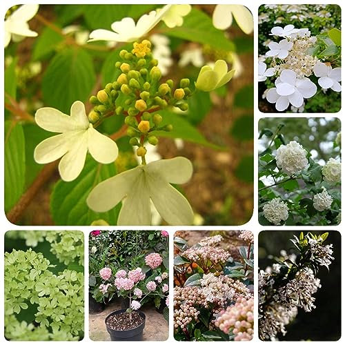 100 pcs Schneeball Pflanze Winterhart Samen (Viburnum dilatatum), Blumensamen, Garten Wildblumensamen Mehrjährig Winterhart, Stauden Winterhart Mehrjährig Pflanzen Für Garten, Gartenpflanzen