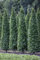 Carpinus betulus 'Fastigiata' 125-150 cm - Säulen-Hainbuche, grüne Blätter, ideal für Hecken und Sichtschutz, winterhart und schnittverträglich