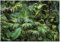 Fototapete Tropische Blätter Wald Natur grün Pflanzen 400x280 cm - inkl. Kleister - für Schlafzimmer Wohnzimmer Flur Vlies Tapete Wandtapete Vliestapete Motivtapeten