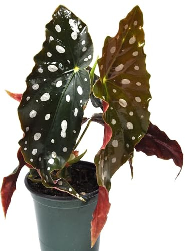 Begonia maculata 'Wightii', Polka Dot/Clown/Trout/Spotted Begonia, Live Houseplant, Cnt Sz: 3.5