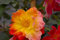 Kletterrose Joseph's Coat® - Rosa Joseph's Coat® - gelb-rot - Duft+ - Armstrong-Rose