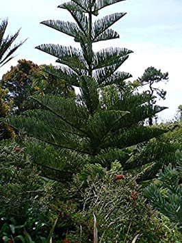 Norfolk Island Pine - Araucaria heterophylla. 5 Seeds:Seeds