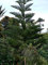 Norfolk Island Pine - Araucaria heterophylla. 5 Seeds:Seeds